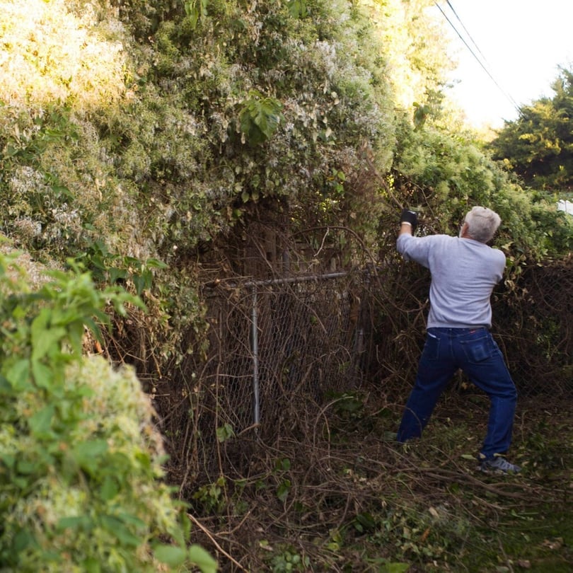 A neighbor cuts and pulls down the overwhelming brush.