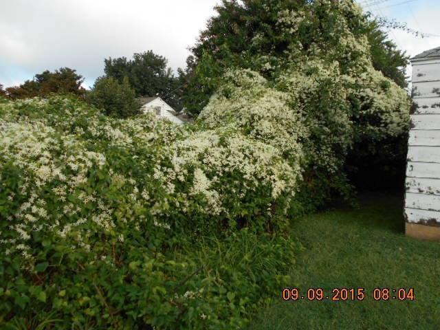 A snapshot of the sweet – but overwhelming – honeysuckle.
