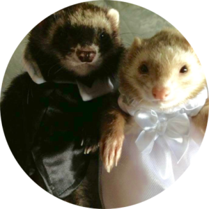 Ferrets