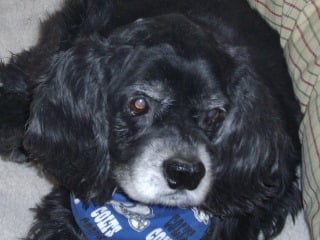 Mikey, who inspired Joanie to start Speedway Animal Rescue.
