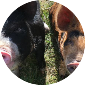 Pigs