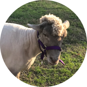 Sheep