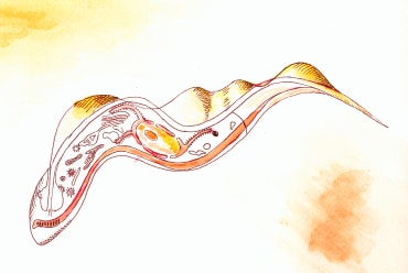 Tripanosoma gambiense