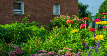 Community Gardens