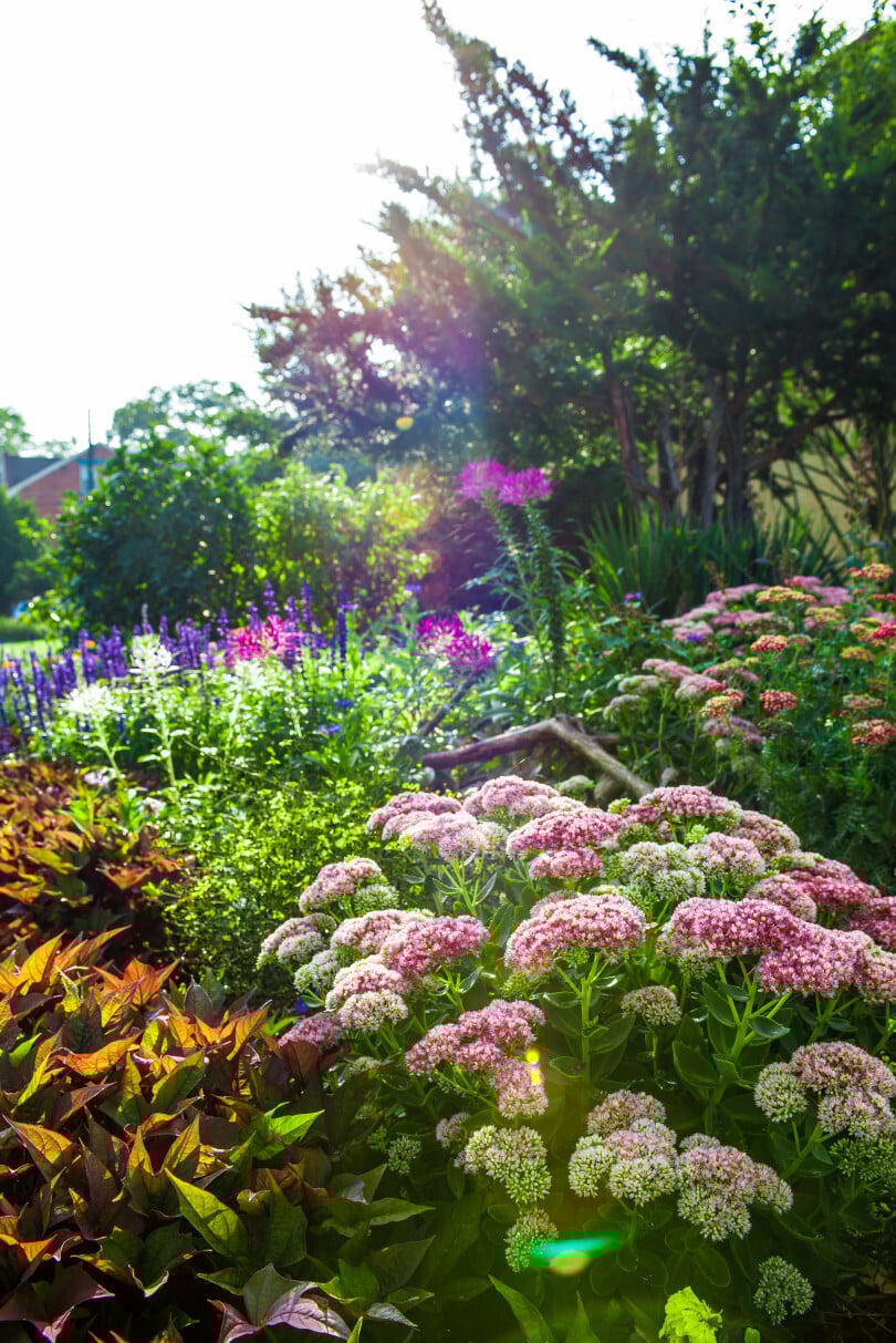 Community Gardens
