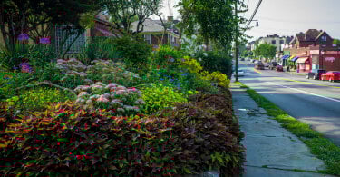 Community Gardens