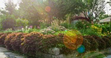 Community Gardens