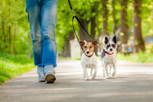 owner and two dogs going for a walk
