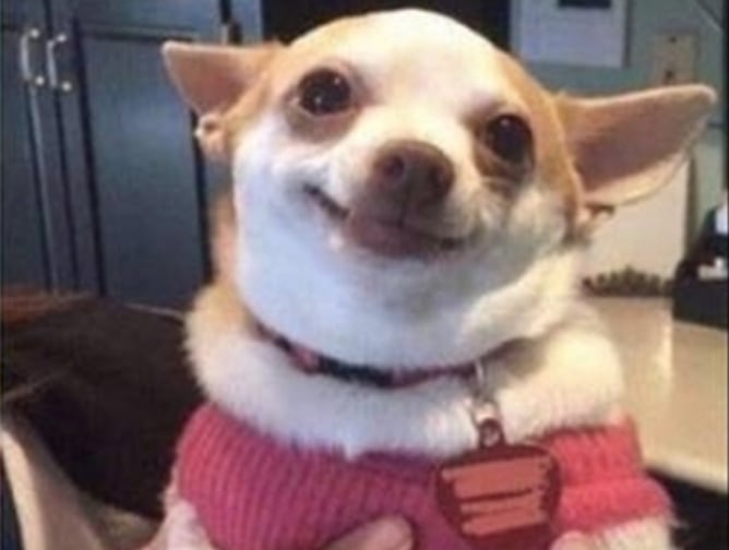 doggo